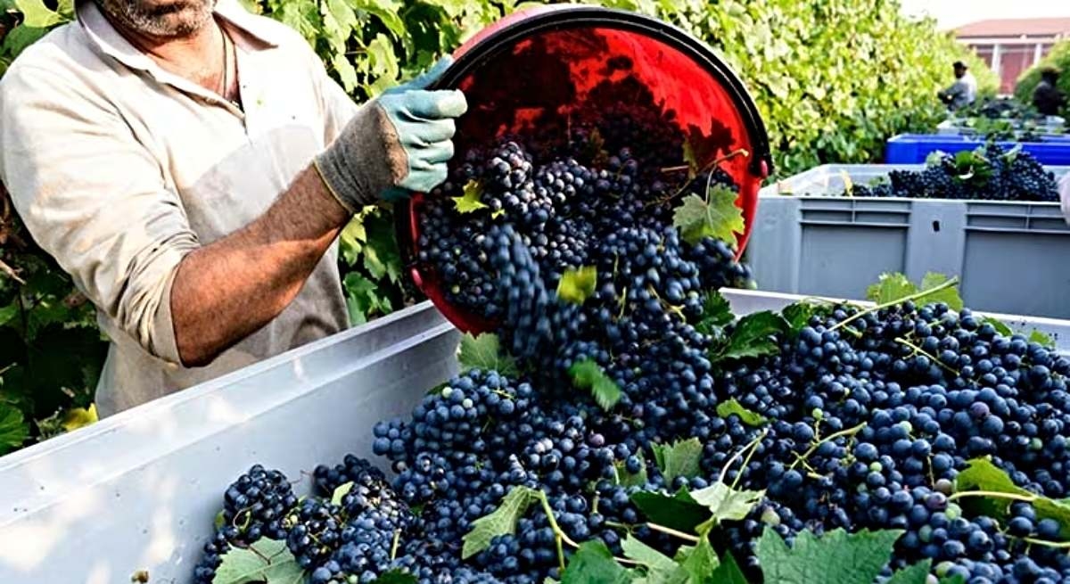 Olumsuz hava koşulları nedeniyle hasat 116 bin 400 hektar eksik gerçekleşti.