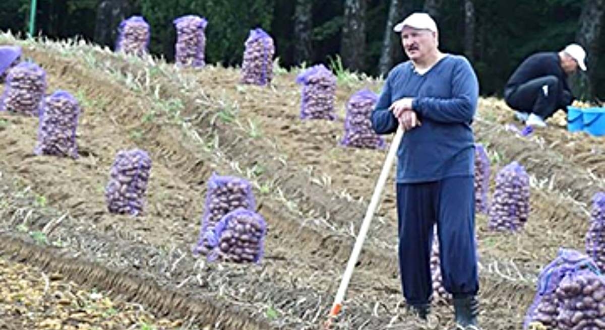 "If we eat potatoes, we don't lose weight": Belarus suffers a panic attack after Lukashenko calls for people not to eat the tuber.