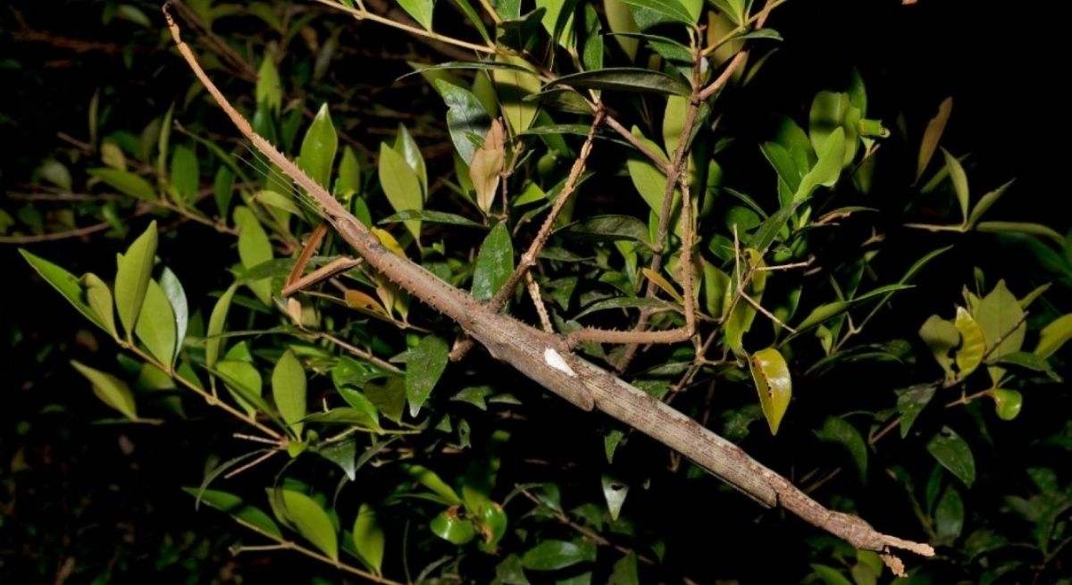 Aviso de los científicos a la población: "Se ha descubierto una nueva especie de insecto gigante que pesa como una pelota de golf"