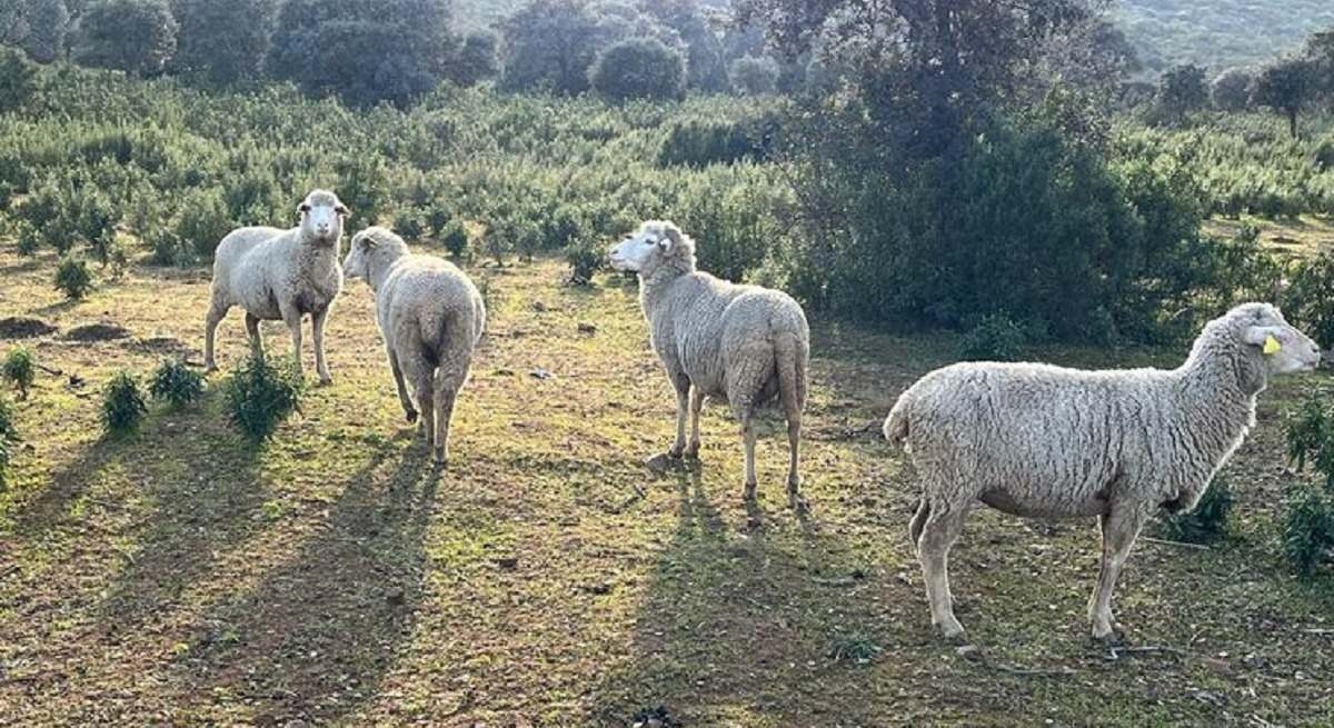 La fièvre catarrhale menace à nouveau les éleveurs d'Estrémadure