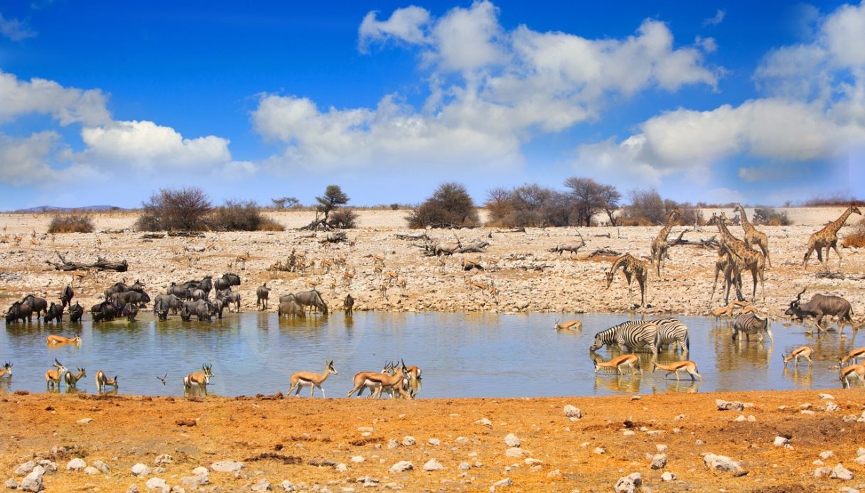 Safari in Namibia: Das wilde Gesicht Afrikas