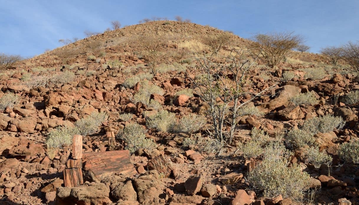 Un viaggio nel tempo: la Foresta Pietrificata di Damaraland