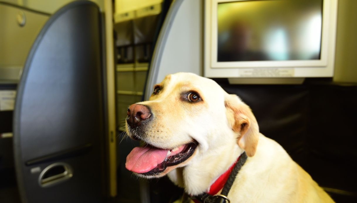 The first flight with large dogs officially takes off, the new rules