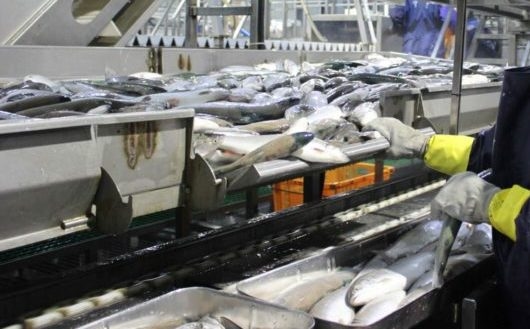 Estudantes de 15 universidades do país processaram arenque durante dois meses na fazenda coletiva Kirov Sakhalin