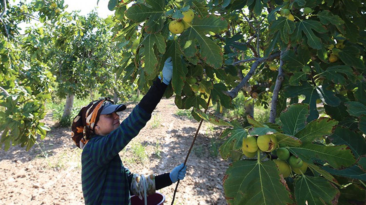 Gardens are being established in the fig capital