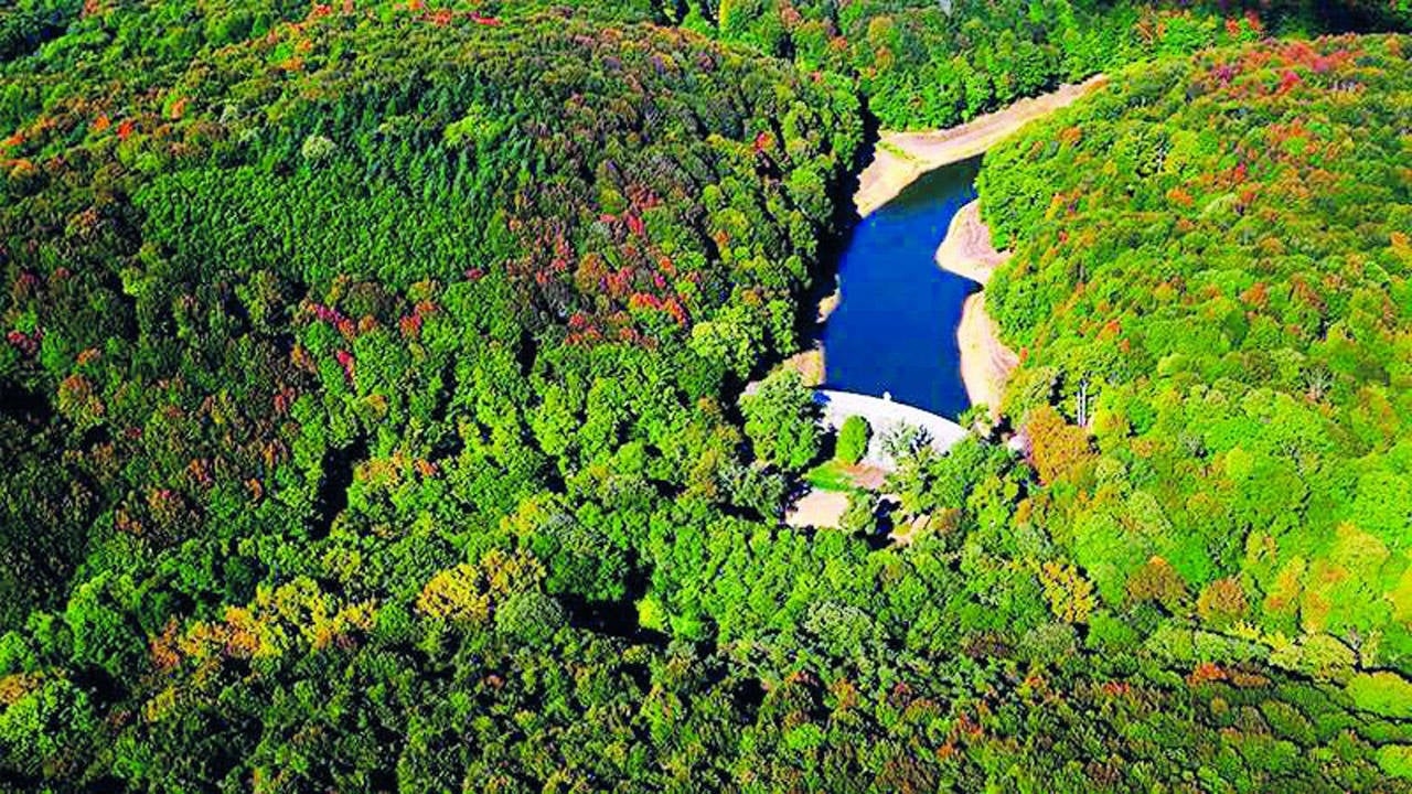 Das Gesetz, das den Belgrader Wald zerstören wird