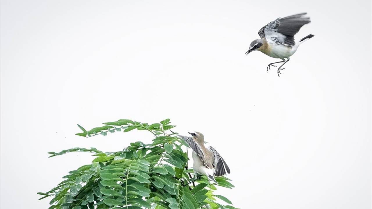 Sie werden das Vogelparadies verteidigen