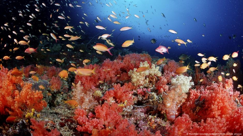 Come stanno i nostri oceani?