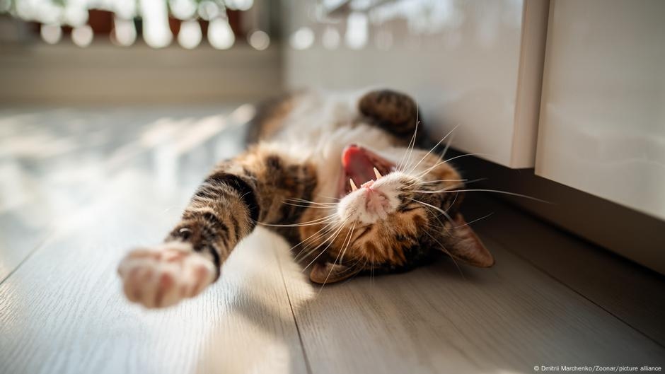 Всемирный день кошек: Мяу! Кошки правят миром