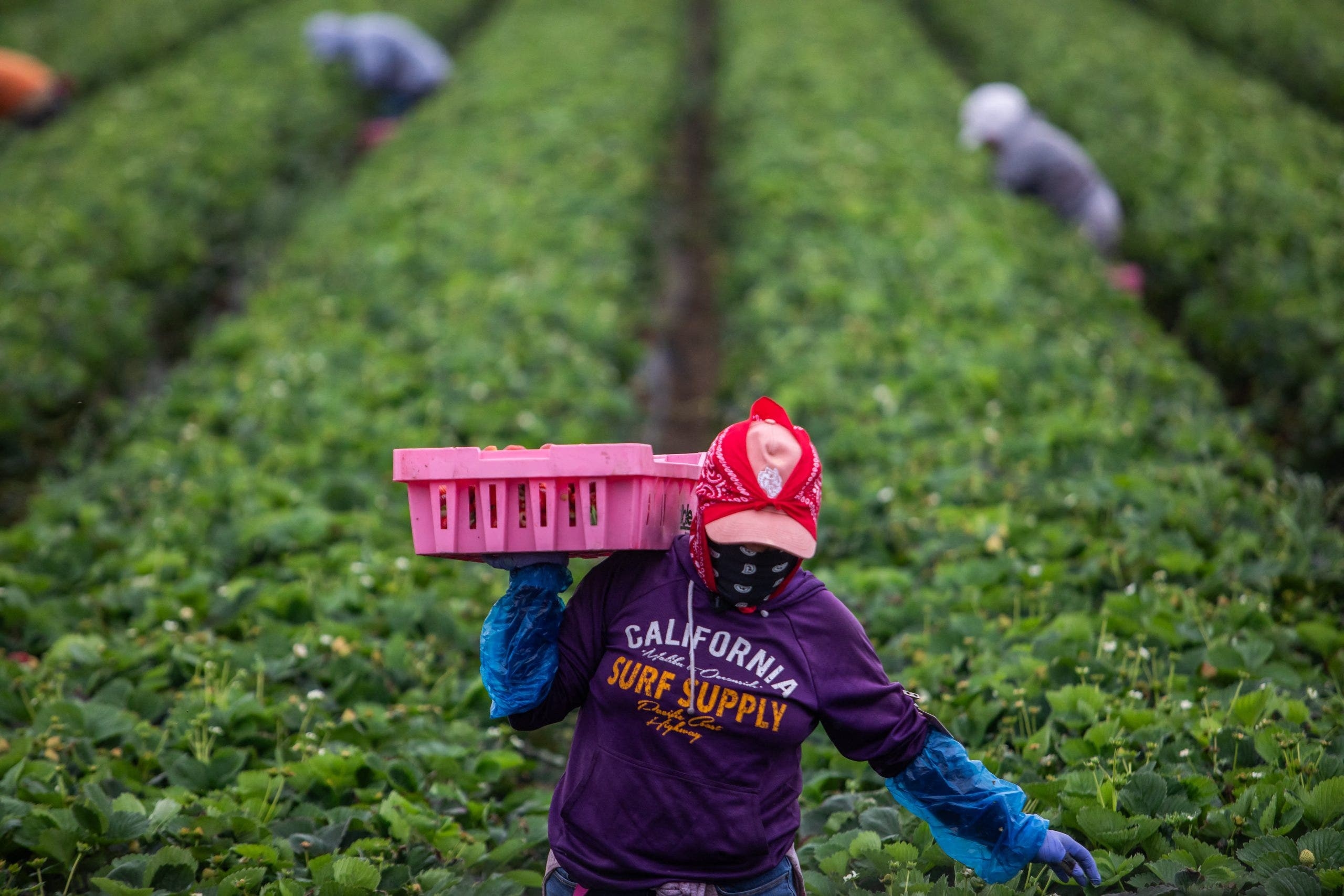 Bipartisan bill would grant legal status to certain illegal immigrant workers