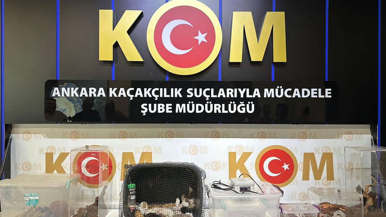 Operacja „Zwierzęta egzotyczne” w 5 prowincjach! Skonfiskowano 96 gatunków