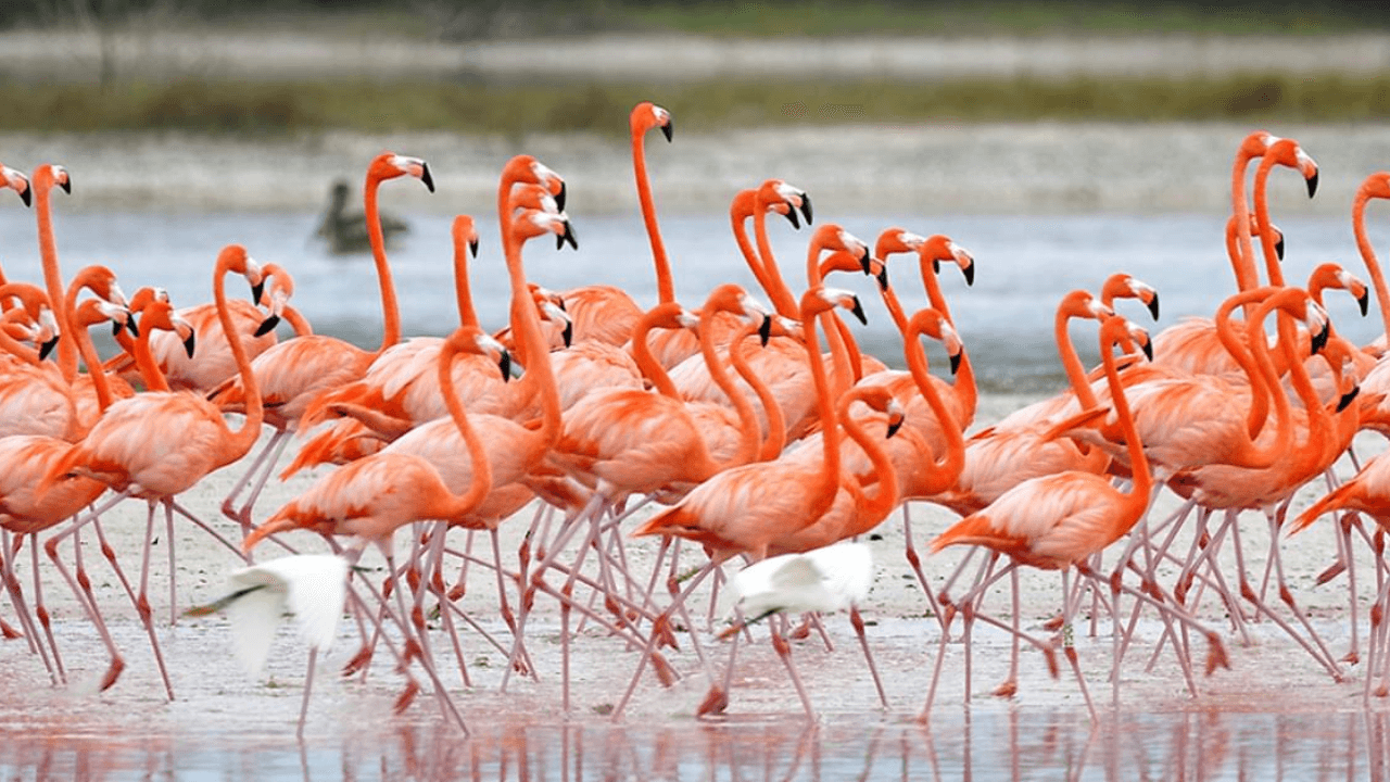 2.000 Flamingos verdurstet in Salt Lake