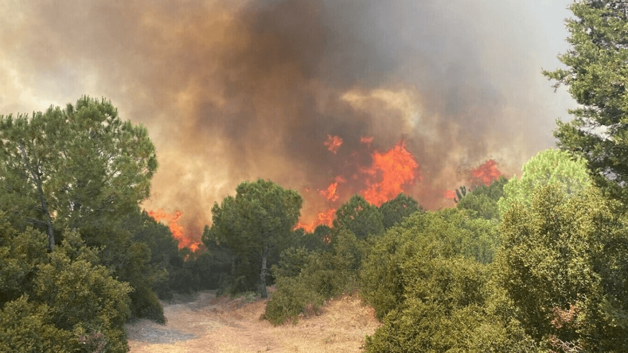 De zomer is aangebroken, de nachtmerrie is terug! Bosbrand in 7 provincies