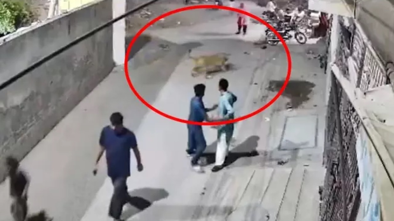 O leão que escalou o muro causou terror! Ele feriu a mulher e seus filhos