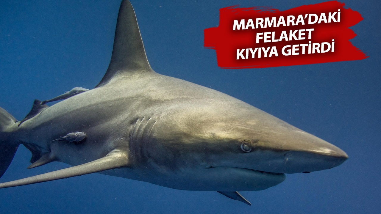 Shark alert in Caddebostan! Will a shark attack the shore?