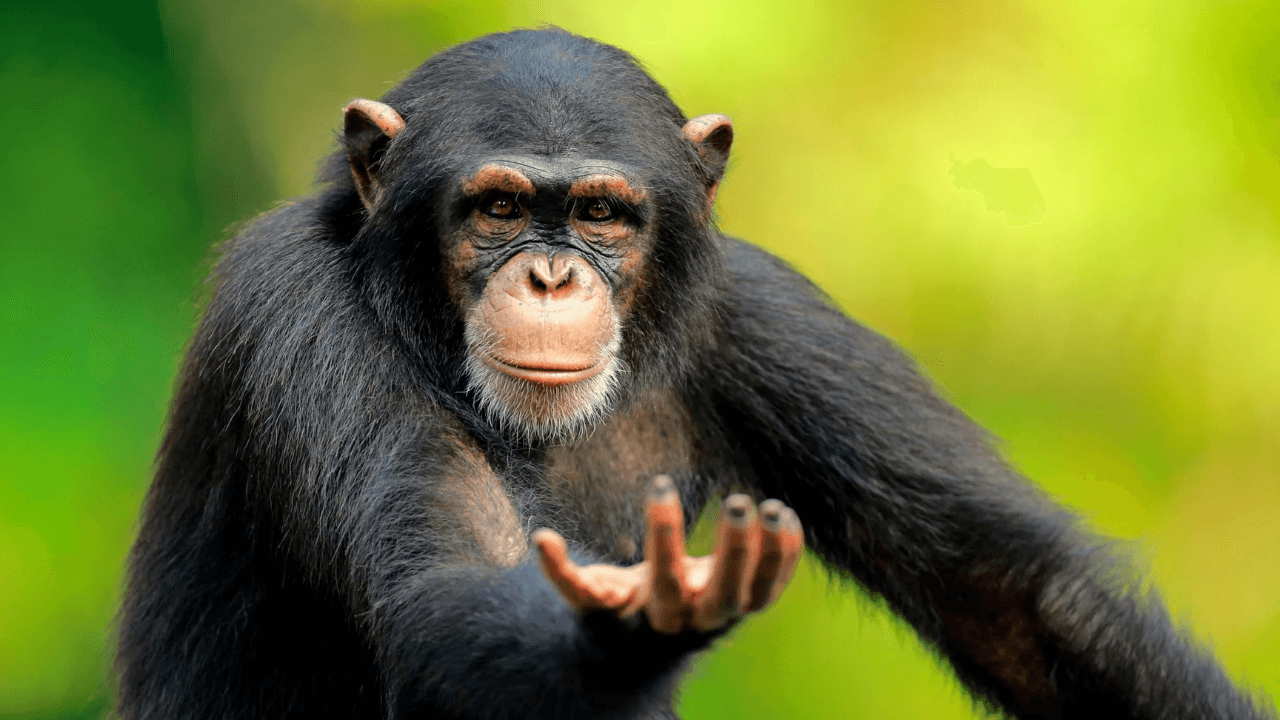 Il s’avère que les chimpanzés suivent la mode !