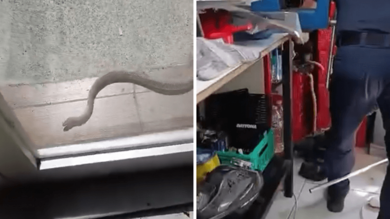 Una serpiente entró en un lugar de trabajo en Estambul