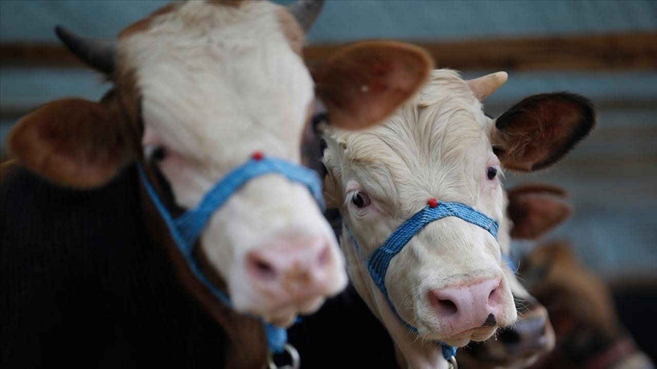 Foot and mouth quarantine launched in Samsun