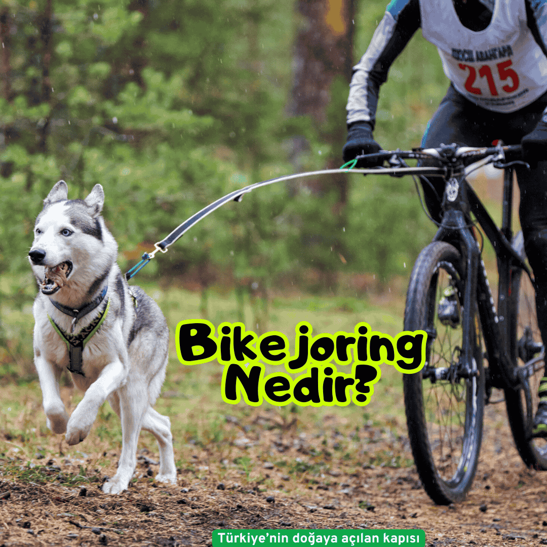 Qu'est-ce que le Bikejoring ?
