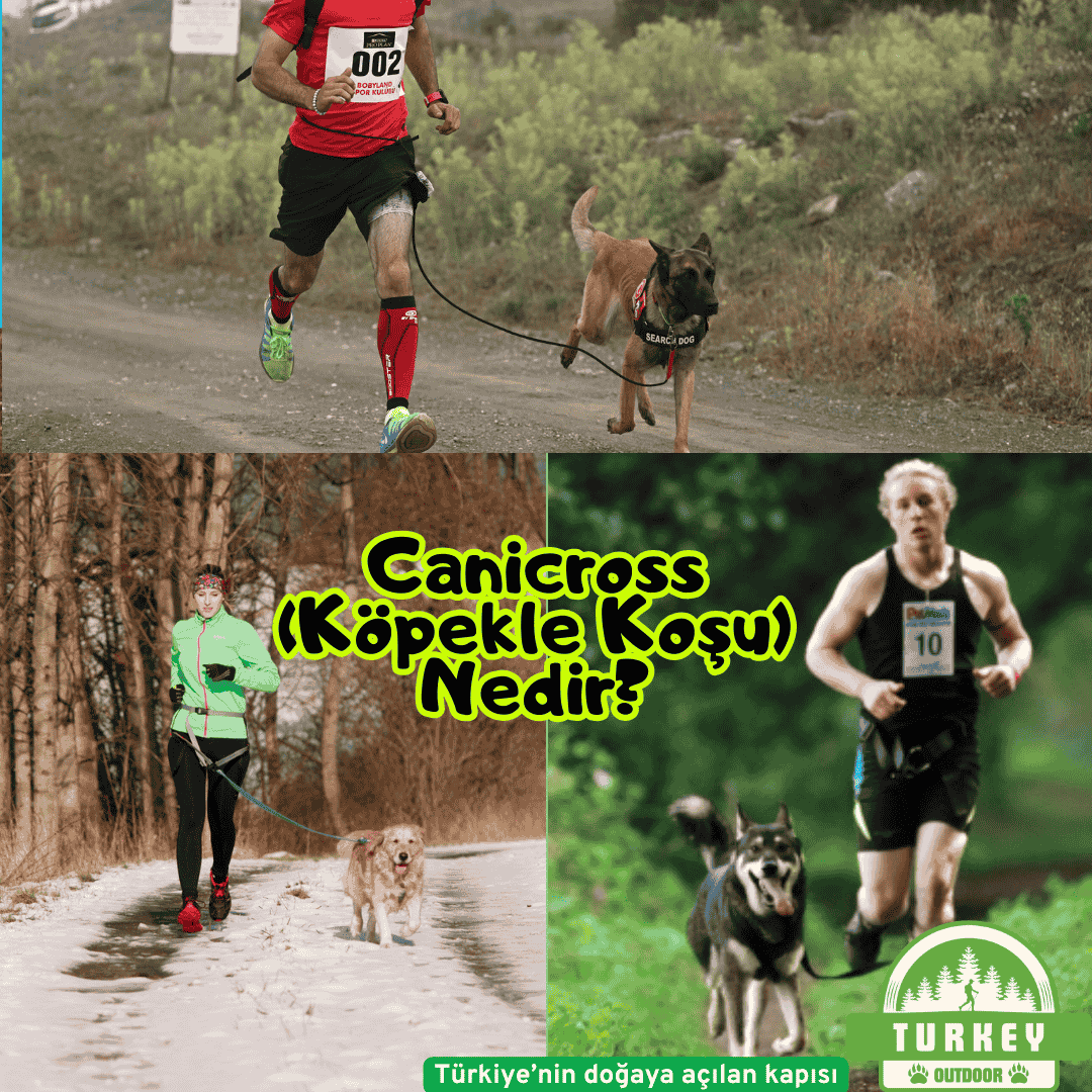 Qu'est-ce que le Canicross (course de chiens) ?