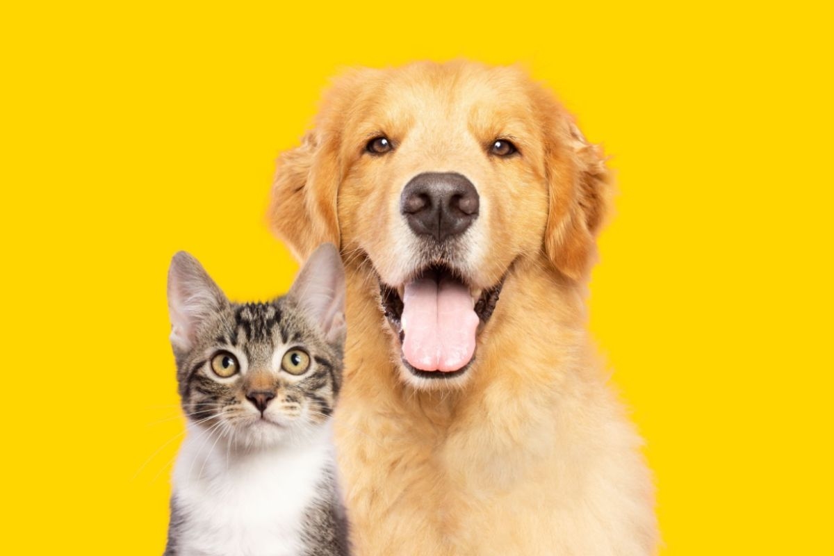 Il freddo influisce sulla salute di cani e gatti; vedere le cure necessarie