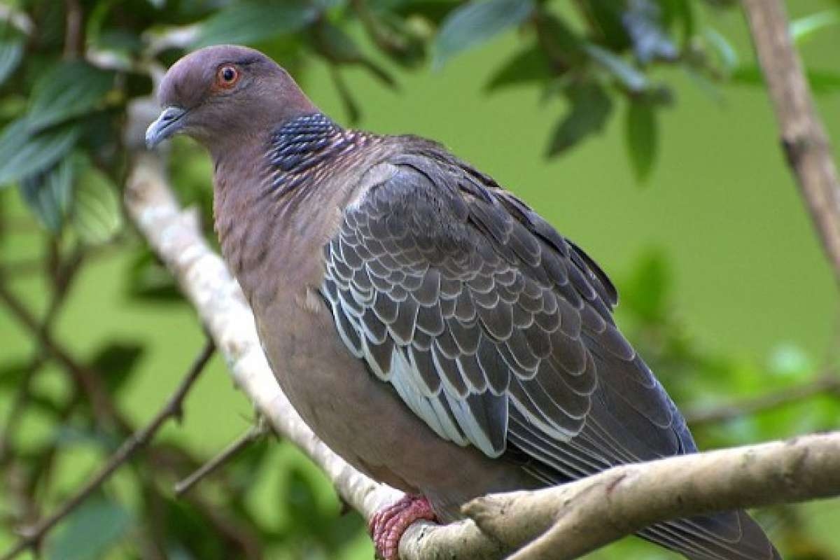 Tauben im Haus? Diese 3 Pflanzen halten Vögel ein für alle Mal fern