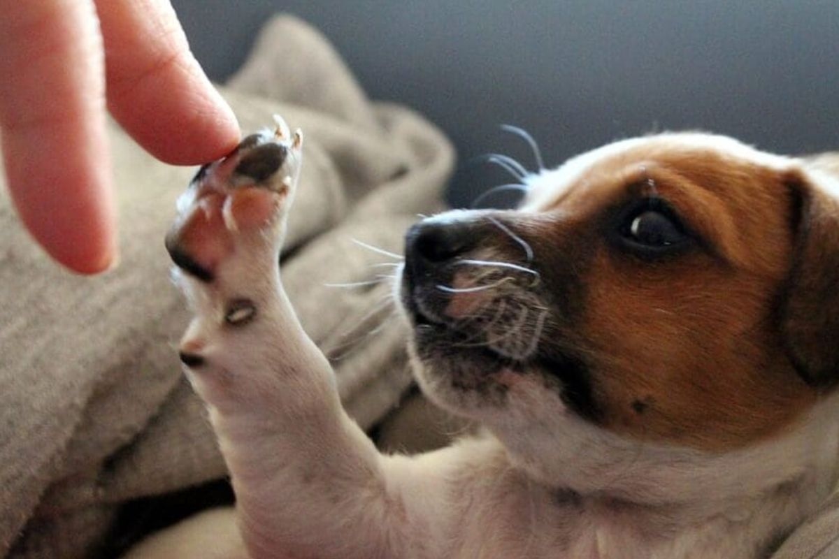 Descubre qué quiere “decir” tu perro cuando toca a tu dueño con la pata