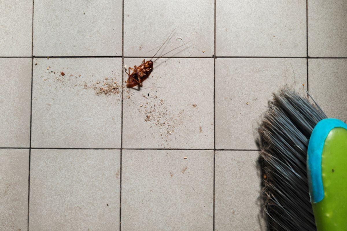 Cockroach Invasion: What Does It Mean When They Appear in Your Home?