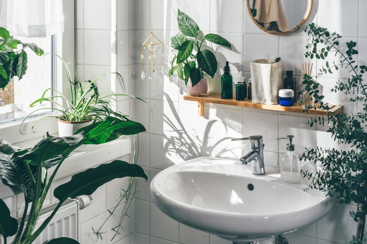 Prenez soin de votre salle de bain et de vous : des plantes parfaites pour les salles de bain humides