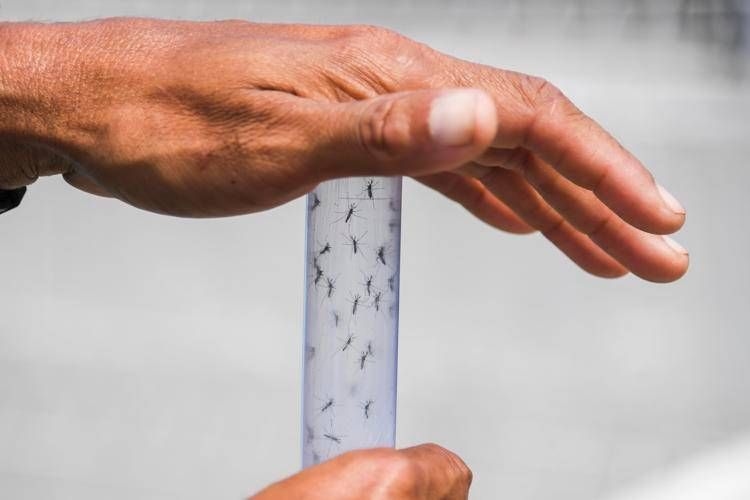 West Nile virus: Another victim in Lazio, death toll rises to 8