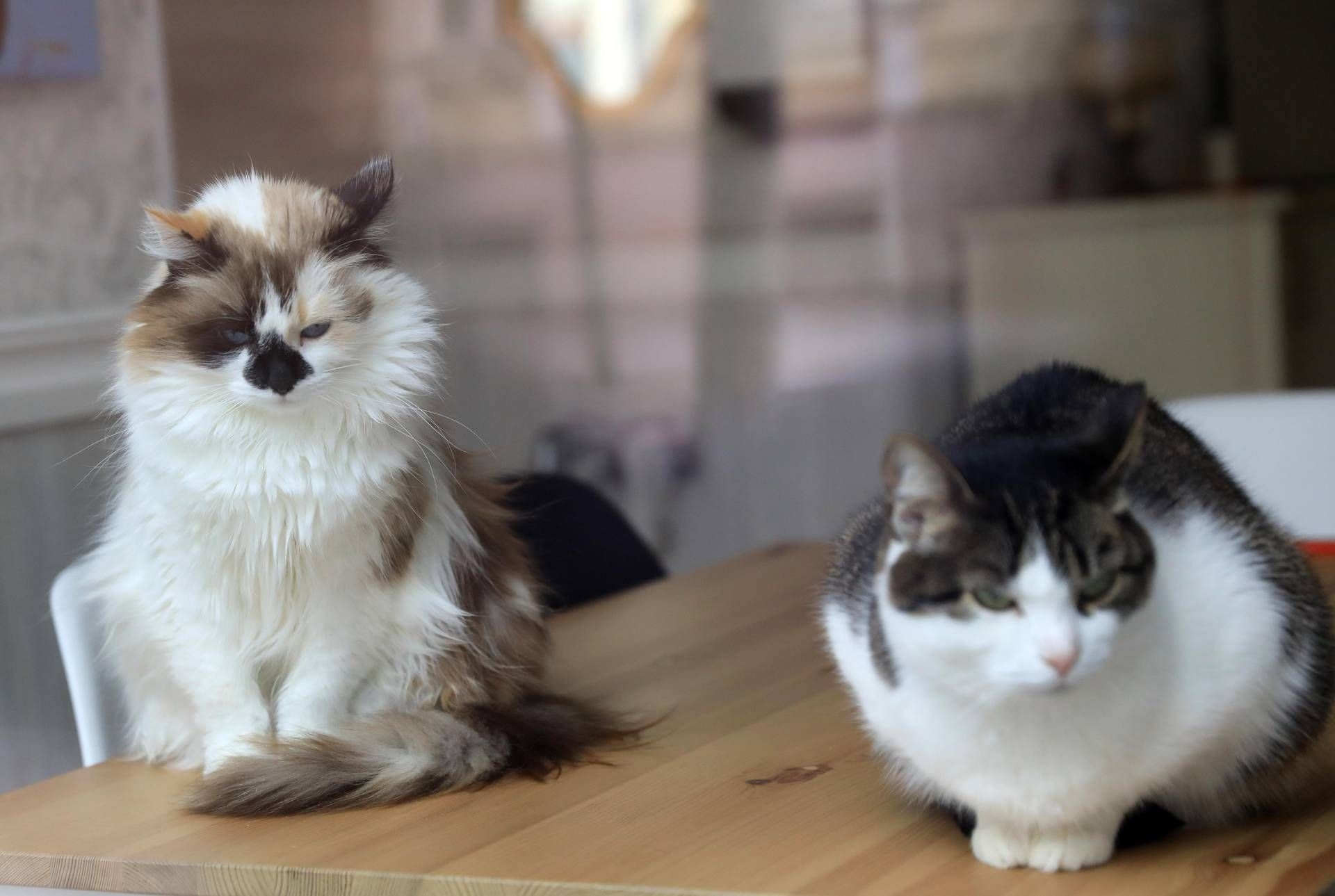 Avian Flu: Cats Saved with Antivirals and a Combination of Treatments: A Study of Four Cases in California