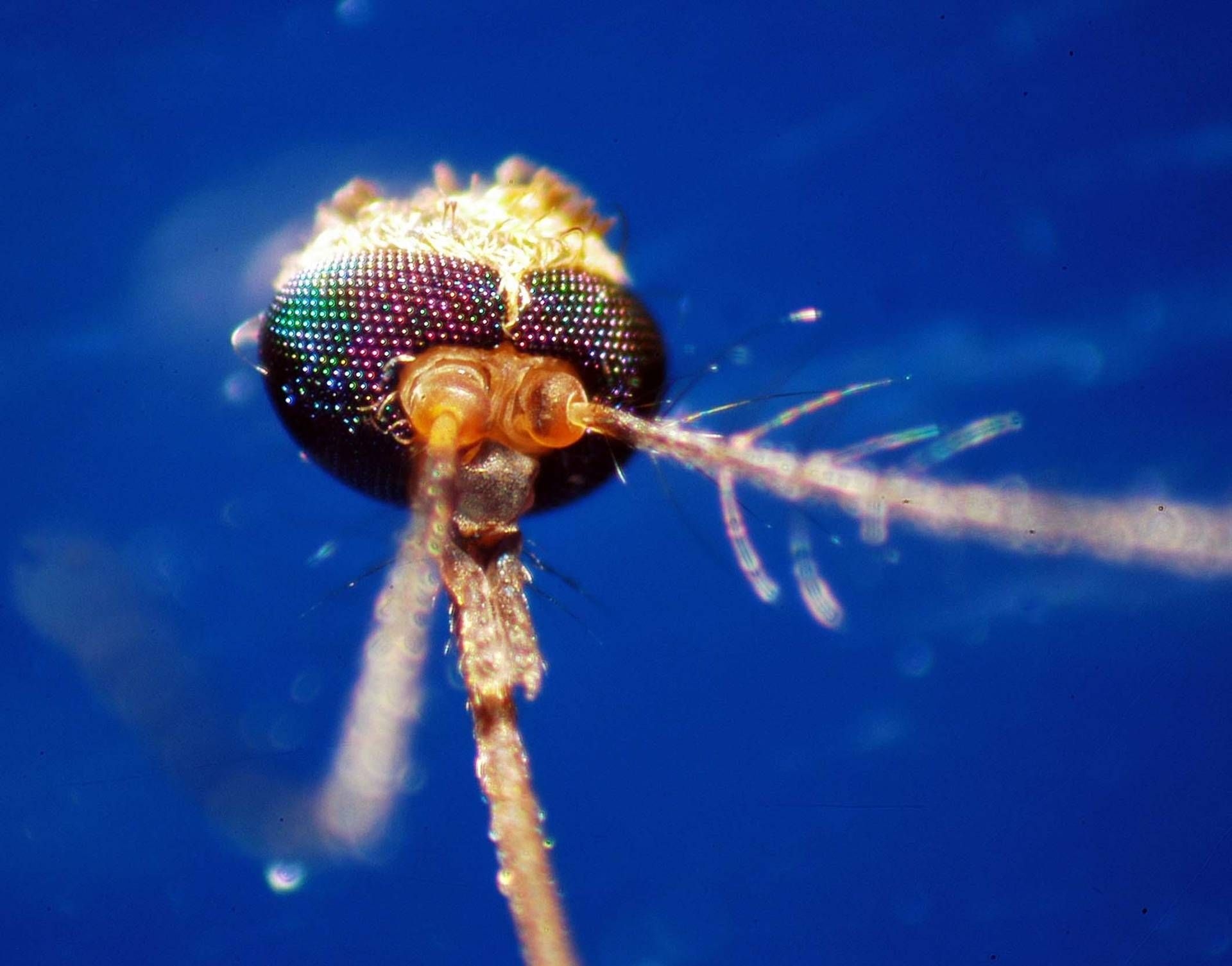 Da dengue ao vírus do Nilo Ocidental, qual mosquito os transmite: como reconhecê-los