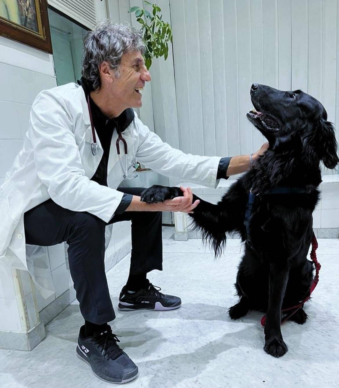 İtalya'daki evlerde 8 milyon köpek var; hem arkadaş hem de doktor.