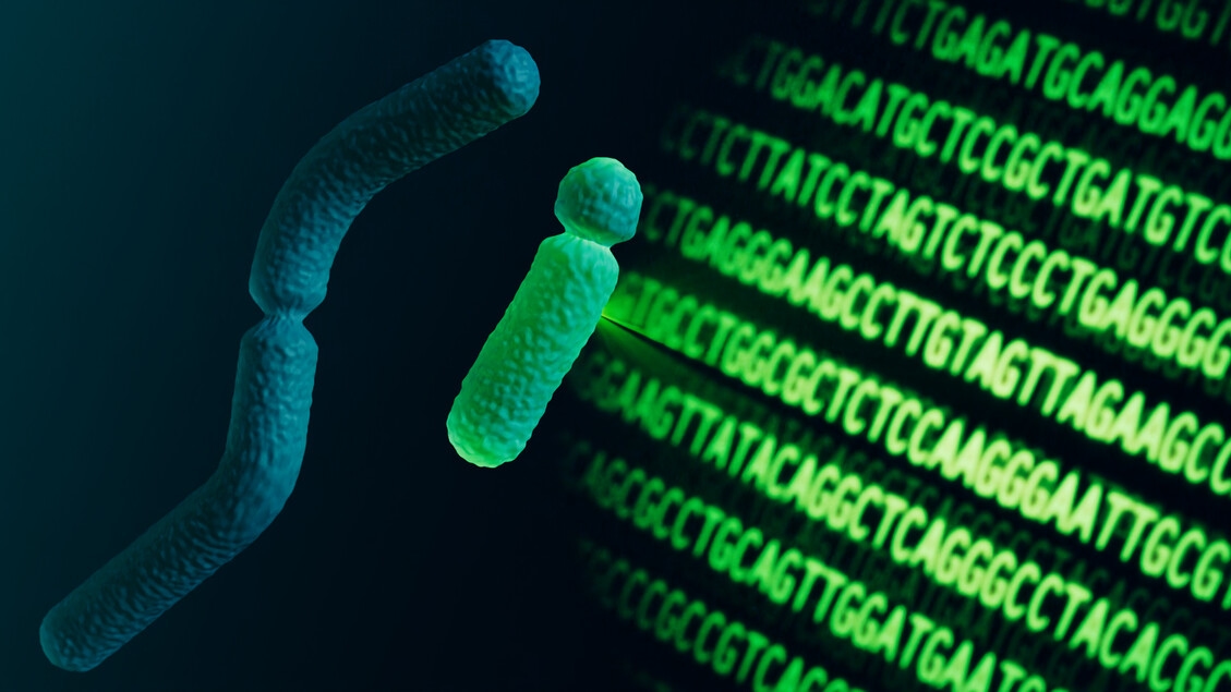 Het Y-chromosoom helpt beschermen tegen kanker