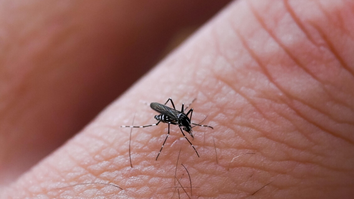 Dengue e chikungunya, in Italia rischi per coste e periferie