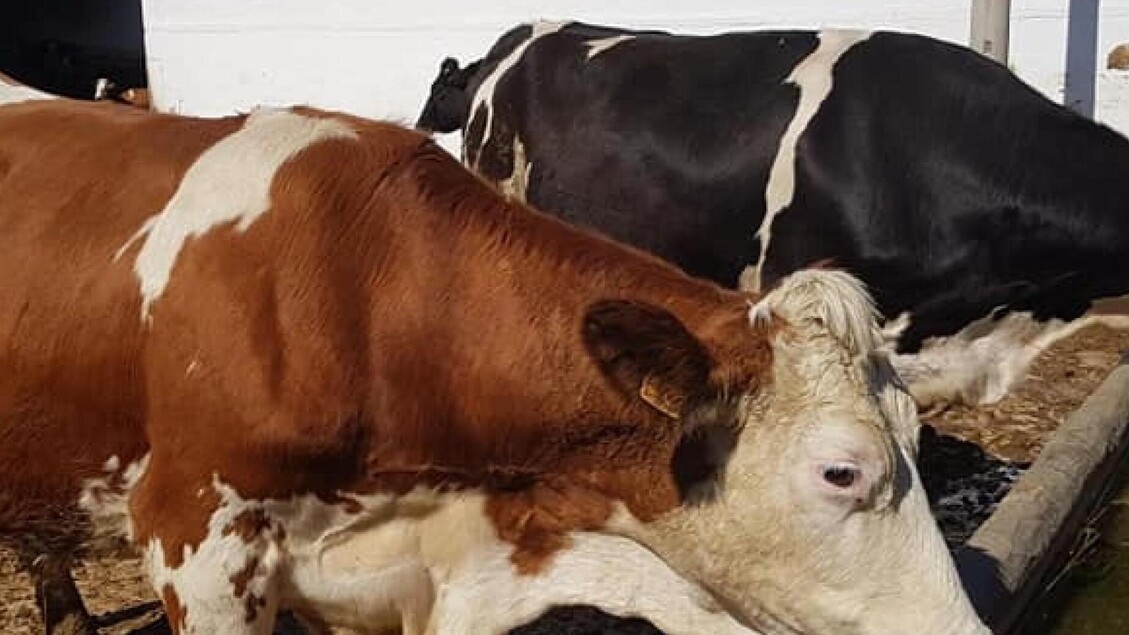 All about animal proteins, 'crucial to human evolution'