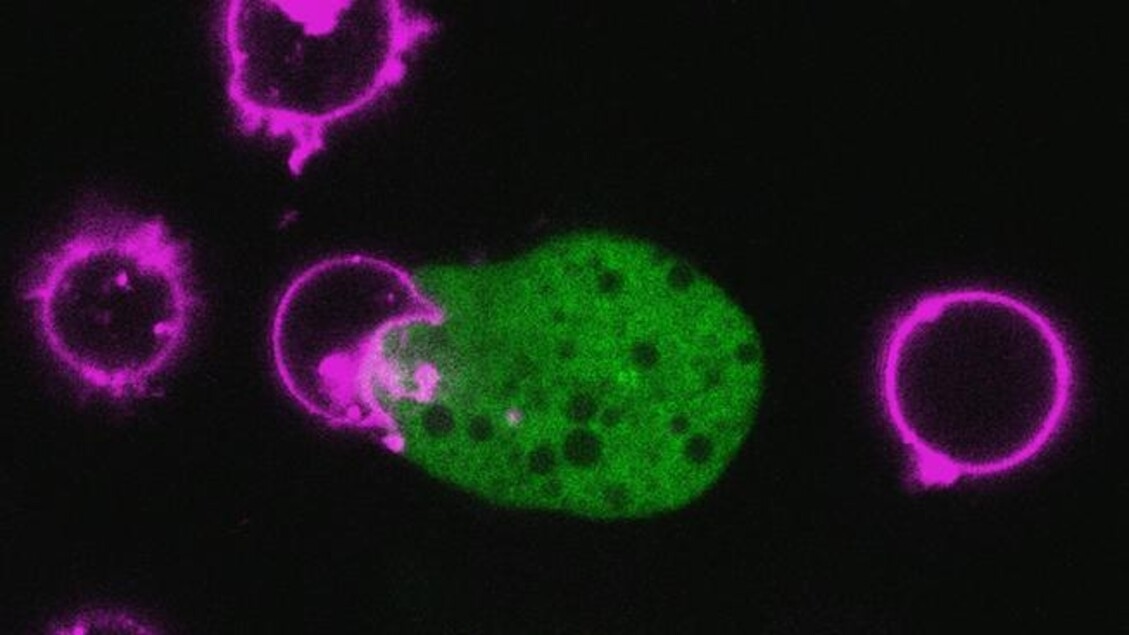 Es gibt einen Parasiten, der sich durch das Tragen abgetöteter Zellen tarnt