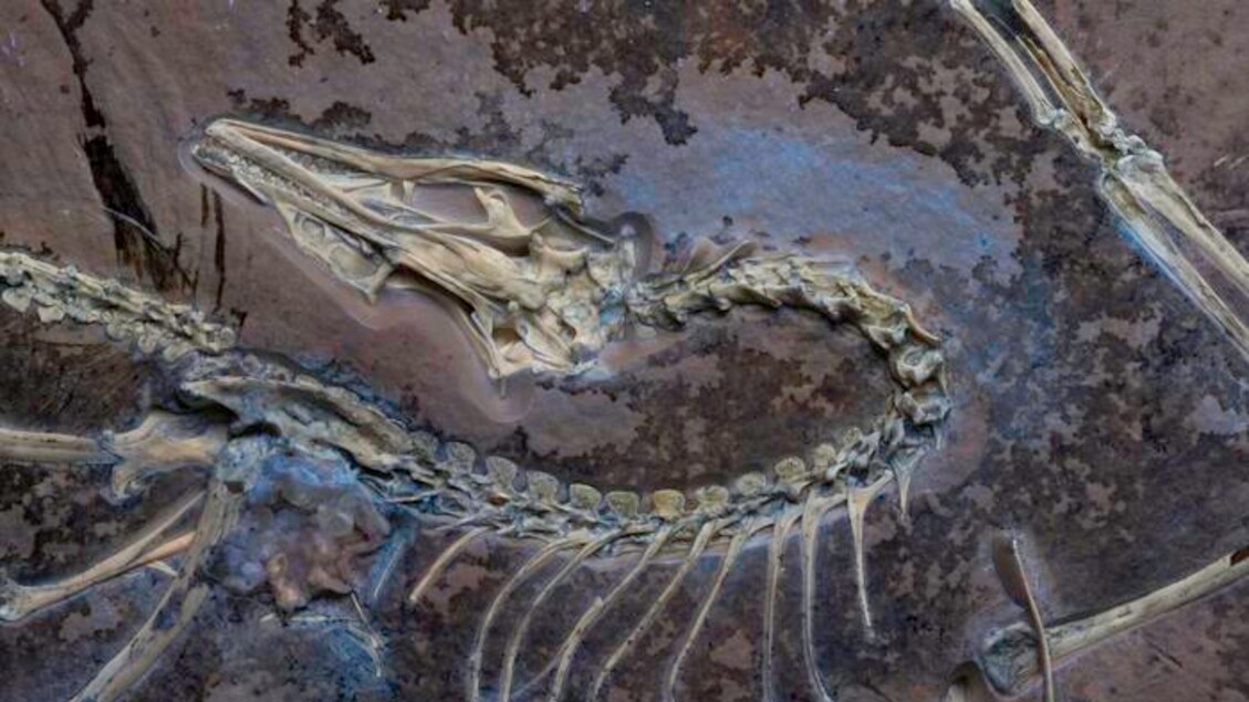 Scoperte le piume che fecero volare i primi dinosauri