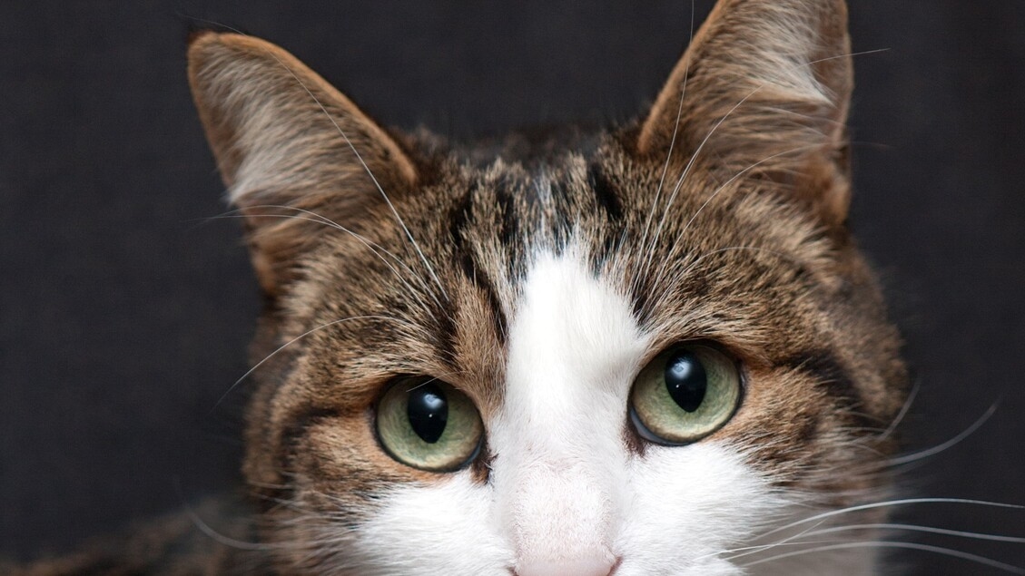 Die ersten Hauskatzen kamen erst vor 2.000 Jahren nach Europa