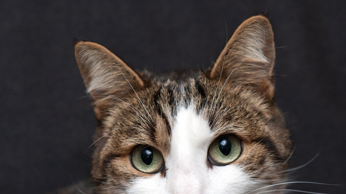Die ersten Hauskatzen kamen erst vor 2.000 Jahren nach Europa