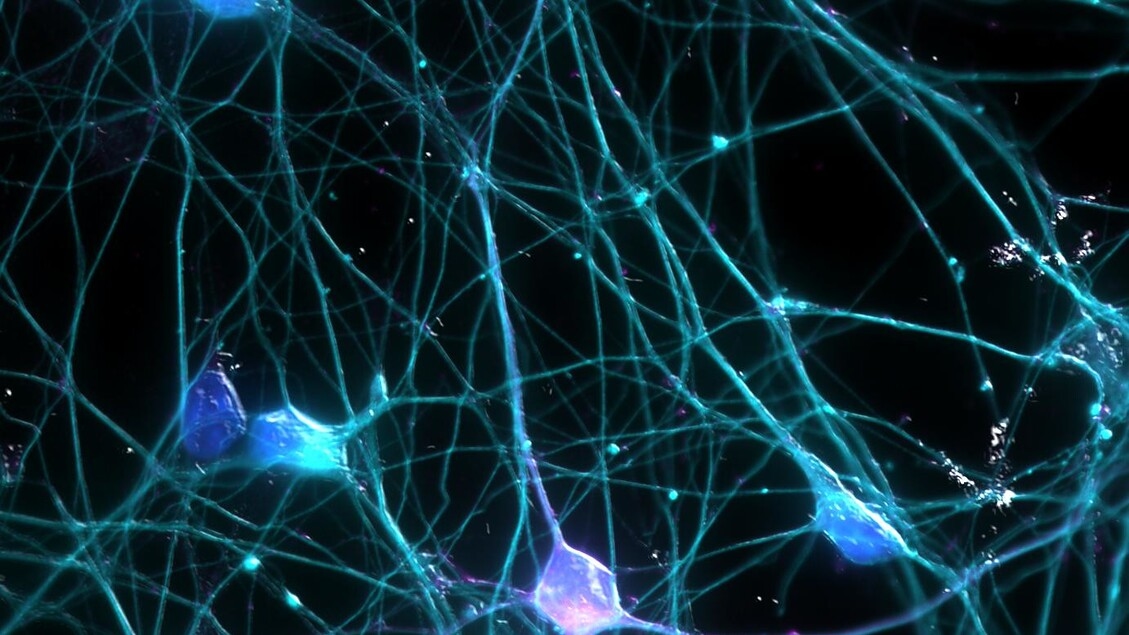 Parkinson: Nanobodies herstellen sleutelenzym voor neuronen