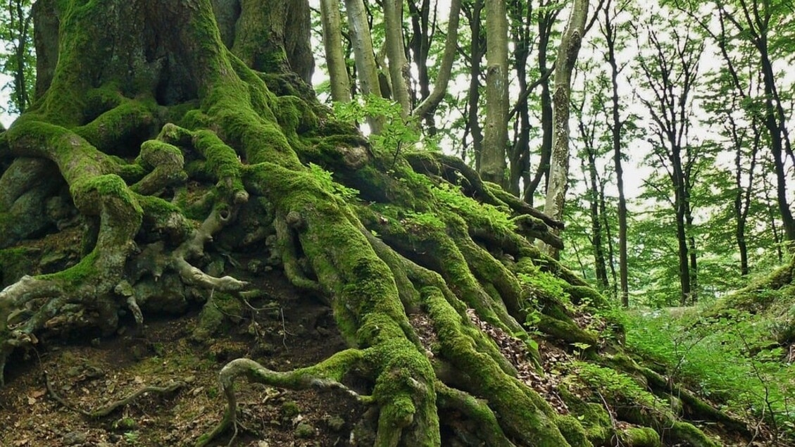 Un interruttore molecolare guida le radici alla ricerca d'acqua