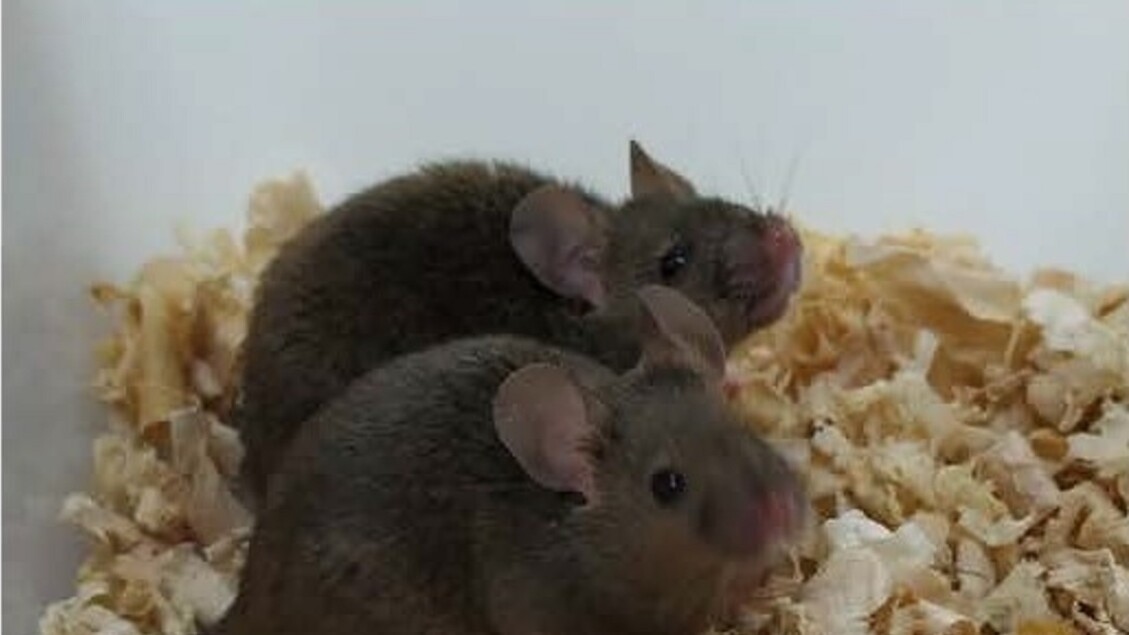 Topi con 2 padri ottenuti riprogrammando il Dna
