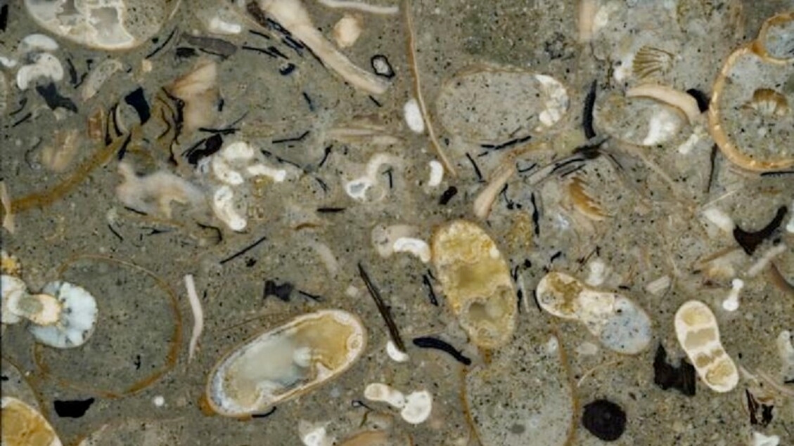 Tintenfische beherrschten vor 100 Millionen Jahren die Ozeane