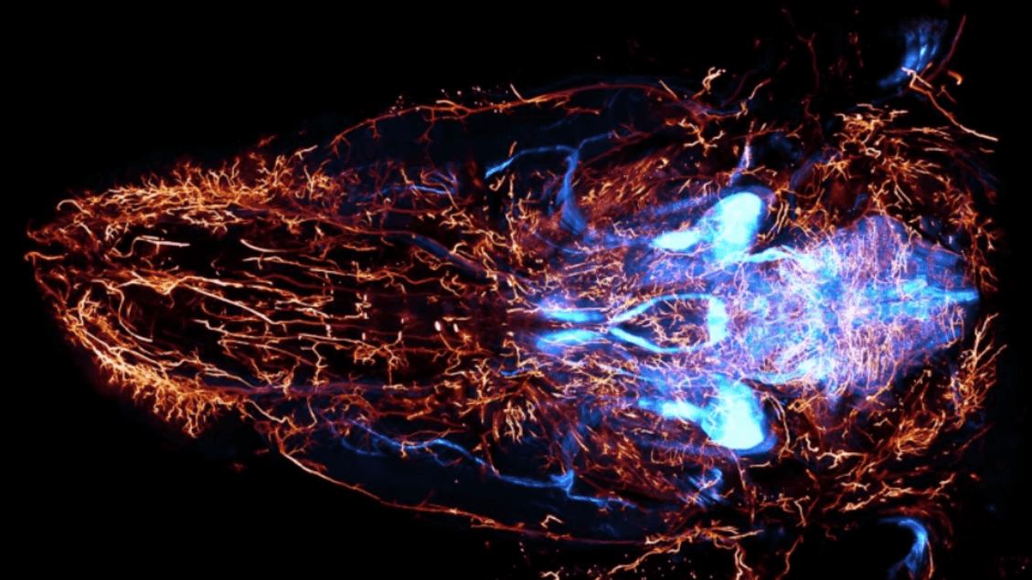 Pronta la prima mappa completa dei nervi nel corpo, è di un topo