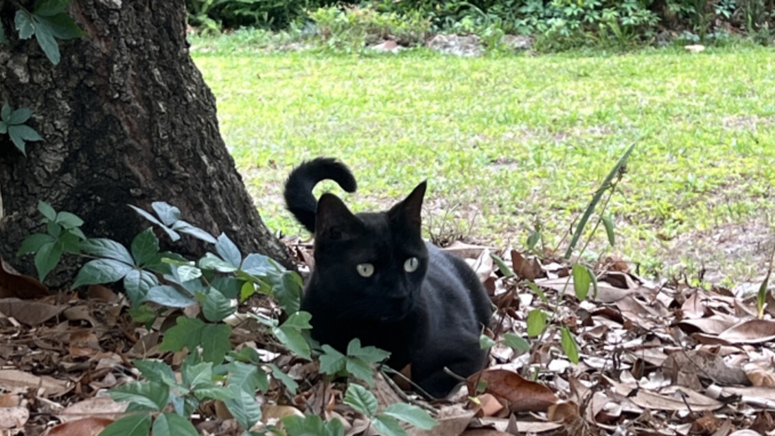 Un nouveau virus découvert grâce au nez d'un chat
