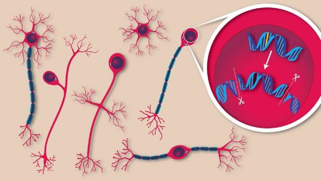 Mutazioni genetiche corrette per la prima volta nel cervello