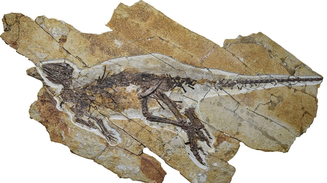 Un piccolo dinosauro cinguettava come un uccello