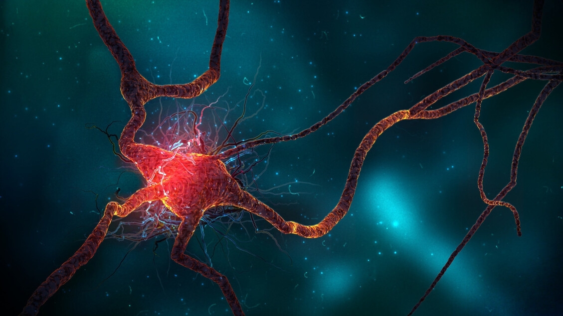 Cervello, i neuroni continuano a formarsi anche in età avanzata