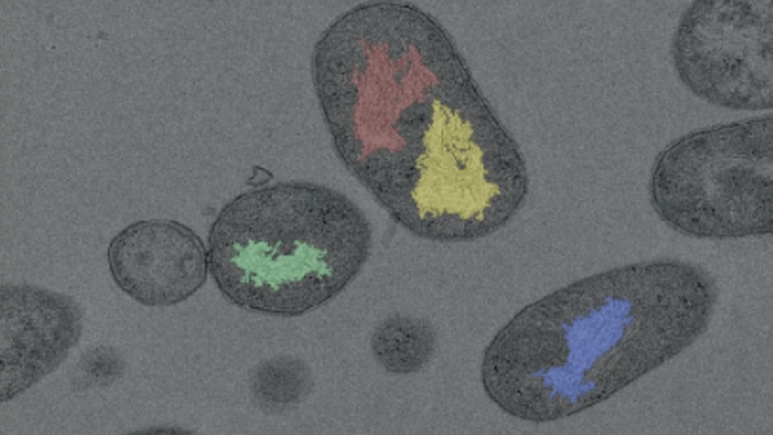 Batteri dell'intestino come armi contro sostanze nocive